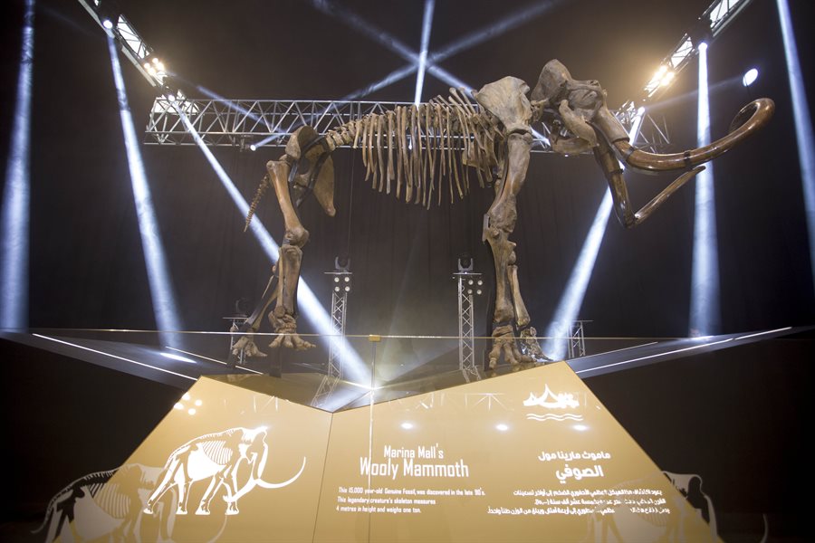 Woolly Mammoth Unveiling